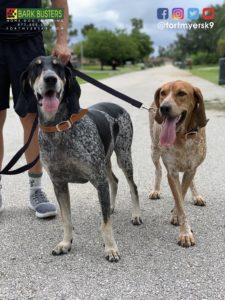 #bluetickcoonhounce #englishcoonhound #dogsofbarkbusters #fortmyersk9 #speakdogchangeyourlife