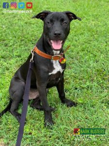 #pitmix #belgianmix #malinoismix #dogsofbarkbusters #speakdogchangeyourlife #fortmyersk9