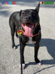 #pibble. #speakdogchangeyourlife. #fortmyersk9