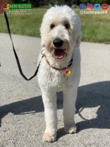 #groodle. #fortmyersk9. #speakdogchangeyourlife