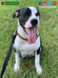 #pibble. #pitmix. #speakdogchangeyourlife. #fortmyersk9