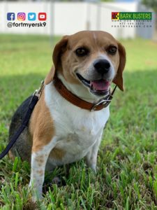 #beagle. #barking. #barkbusters. #dogsofbarkbusters