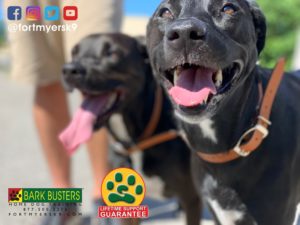 #labmix. #houndmix. #speakdogchangeyourlife. #fortmyersk9