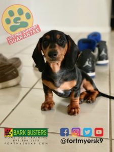 #miniaturedachshund