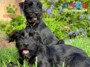 #schnauzerpuppies. #speakdogchangeyourlife