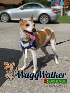 #jrt. #jrtmix. #waggwalker. #speakdogchangeyourlife