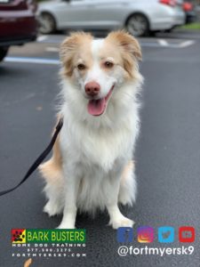 #miniaustralianshepherd. #miniatureaustralianshepherd