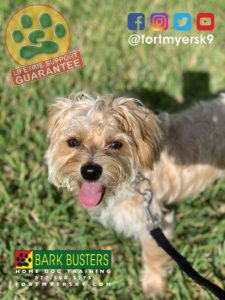 #morkie #speakdogchangeyourlife