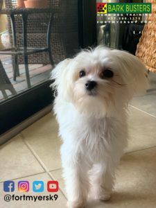 #maltese. #dogsofbarkbusters