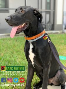 #greatdaneshepherdmix #speakdogchangeyourlife #fortmyersk9