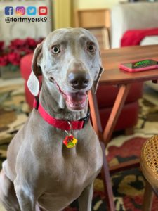 #weimaraner. #dogsofbarkbusters