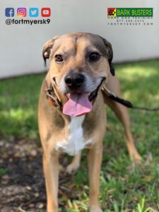 #blackmouthcur. #speakdogchangeyourlife