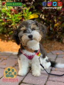 #havanese #speakdogchangeyourlife #fortmyersk9