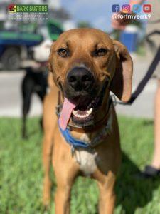 #houndmix #speakdogchangeyourlife #vetrecomended