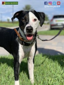 #houndmix #speakdogchangeyourlife #vetrecomended