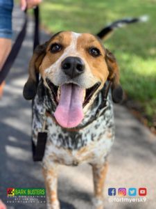 #treeingwalkercoonhound #speakdogchangeyourlife