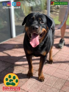 #Rottweiler. #speakdogchangeyourlife. #dogsofbarkbusters