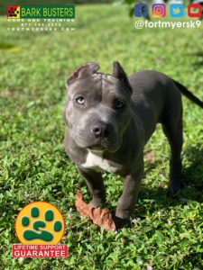 #pibble. #pitbull. #dogsofbarkbusters. #speakdogchangeyourlife