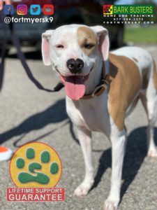 #houndmix. #dogsofbarkbusters. #speakdogchangeyourlife