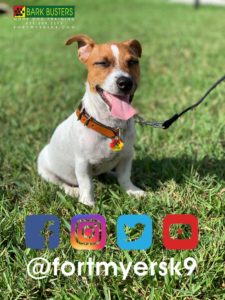 #jackrussellterrier. #dogsofbarkbusters. #speakdogchangeyourlife