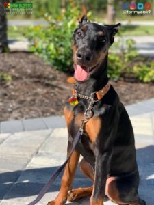 #doberman. #magnumpi. #dogsofbarkbusters