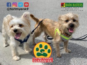 #morkie. #separationanxiety. #dogsofbarkbusters