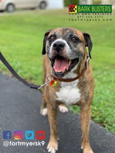 #boxermix. #dogsofbarkbusters. #speakdogchangeyourlife