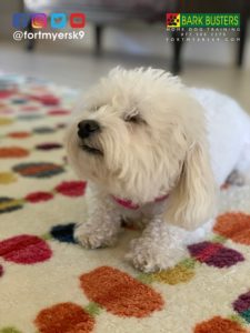 #bichonmix. #dogsofbarkbusters. #speakdogchangeyourlife