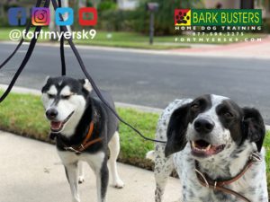 #miniaturehusky. #pointermix. #dogsofbarkbusters