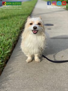 #morkie. #separationanxiety. #dogsofbarkbusters