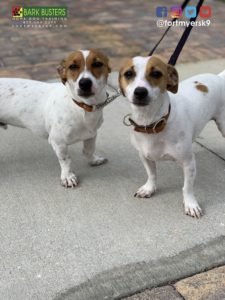 #jrt #jackrussellterrier #dogsofbarkbusters #speakdogchangeyourlife