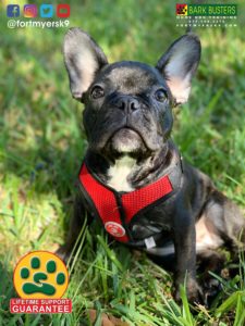 #frenchie #frenchbulldog #speakdogchangeyourlife