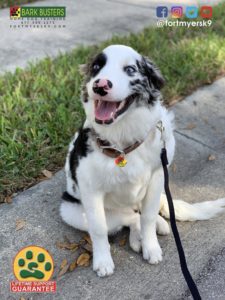 #bordercollie #dogsofbarkbusters #speakdogchangeyourlife