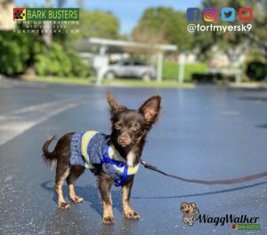 #waggwalker  #chihuahua  #dogsofbarkbusters  #speakdogchangeyourlife