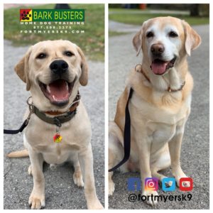 #labradorretriever. #dogsofbarkbusters