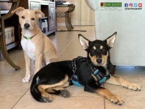 #dogsofbarkbusters #speakdogchangeyourlife #fortmyersk9 #heelermix #gsdmix #terriermix