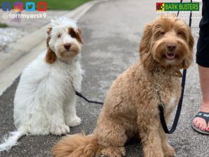 #aussiedoodle. #dogsofbarkbusters. #speakdogchangeyourlife