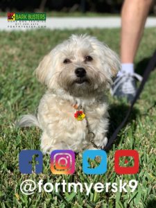 #havanese. #dogsofbarkbusters. #speakdogchangeyourlife.