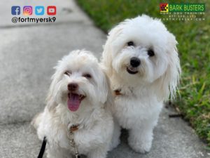 #havanese. #dogsofbarkbusters. #speakdogchangeyourlife