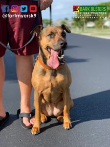 #blackmouthcurmix #gsdmix #speakdogchangeyourlife #fortmyersk9