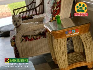 #westie. #aggression. #noprong