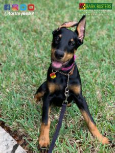 #dogsofbarkbusters. #doberman