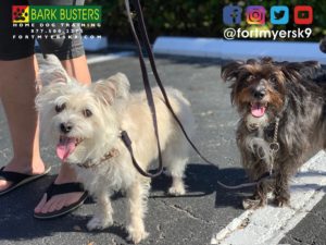 #terriermix. #dogsofbarkbusters. #speakdogchangeyourlife. #fortmyersk9