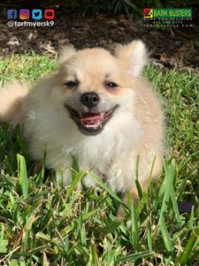 #pomeranian #dogsofbarkbusters #speakdogchangeyourlife