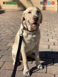 #lab #labtested #labradorretriever #dogsofbarkbusters.com