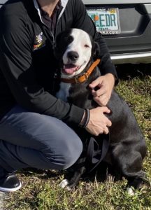 #greatador. #labradane. #dogsofbarkbusters