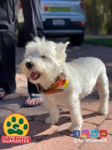 #westie. #dogsofbarkbusters. #speakdogchangeyourlife