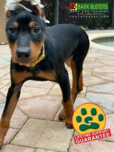 #germanpinscher