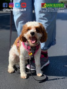 #cavapoo. #dogsofbarkbusters. #speakdogchangeyourlife. #fortmyersk9