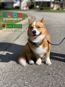 #pembrokewelshcorgi